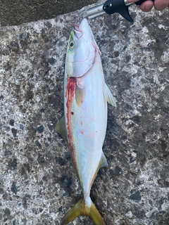 ハマチの釣果