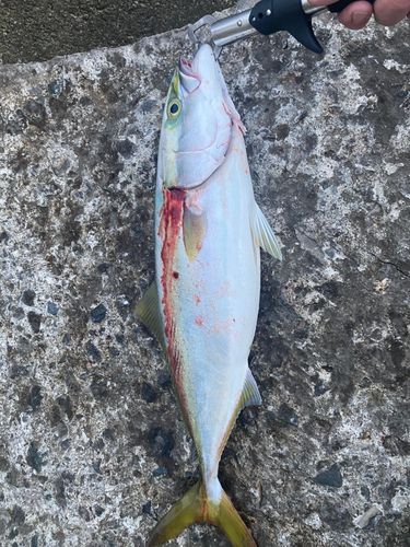 ハマチの釣果