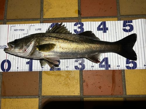 フッコ（マルスズキ）の釣果