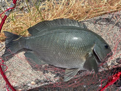グレの釣果