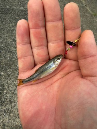 カワムツの釣果
