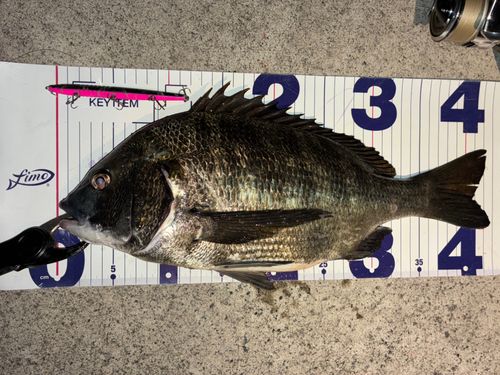 チヌの釣果