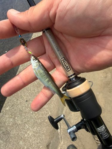 オイカワの釣果