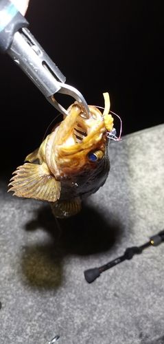 タケノコメバルの釣果