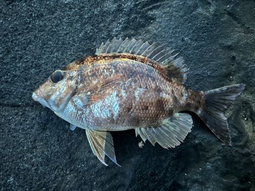 メイチダイの釣果