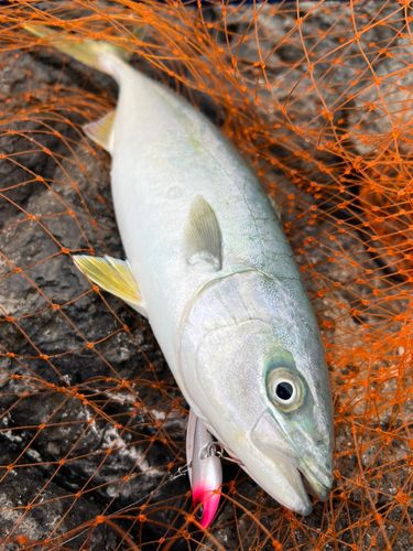 ツバスの釣果