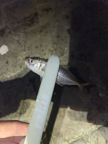マアジの釣果