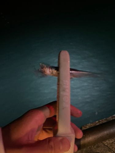 サッパの釣果