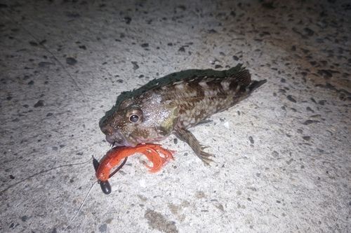 ガシラの釣果