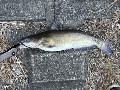 アメリカナマズの釣果