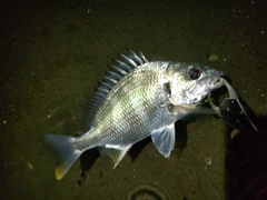 キビレの釣果