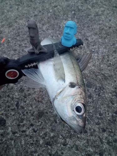 マアジの釣果