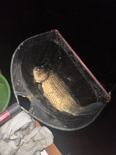 ヘラブナの釣果