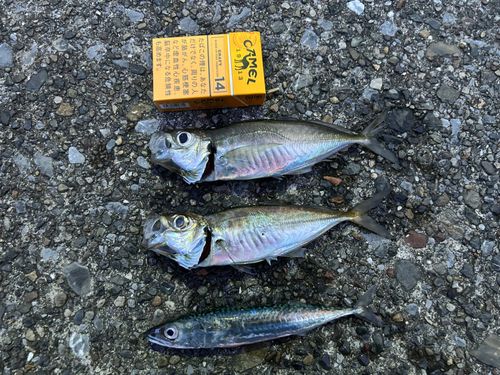 アジの釣果