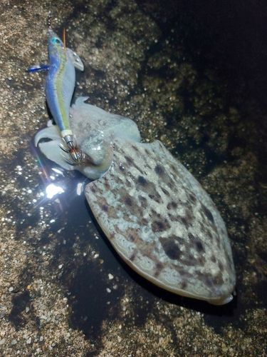 コウイカの釣果