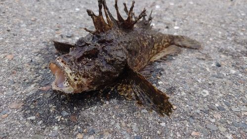オニオコゼの釣果
