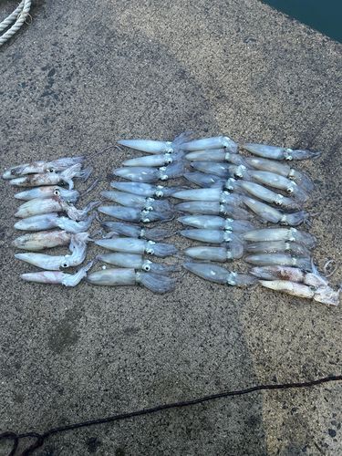 イカの釣果