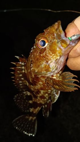 ガシラの釣果