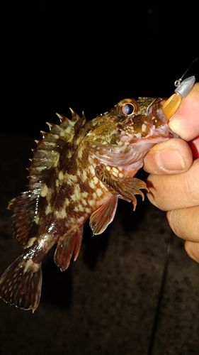 ガシラの釣果