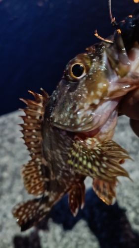 ガシラの釣果