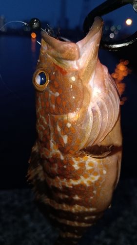 アコウの釣果