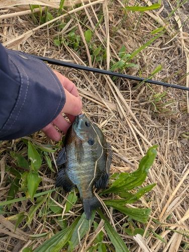 ブルーギルの釣果