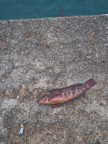 クジメの釣果
