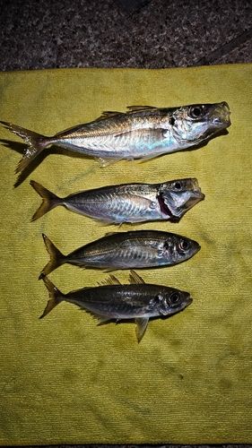 アジの釣果