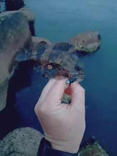 ソイの釣果