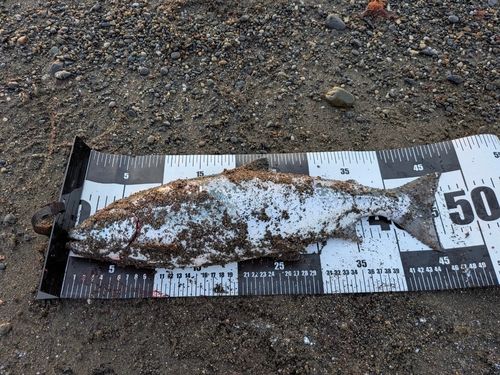 サクラマスの釣果