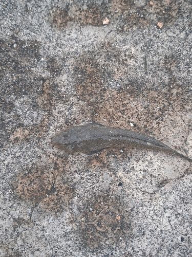 メゴチの釣果