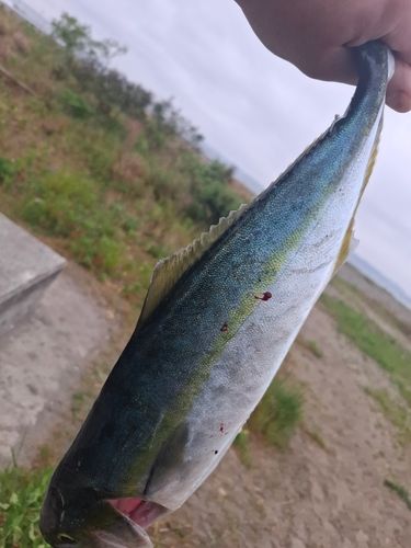 イナダの釣果