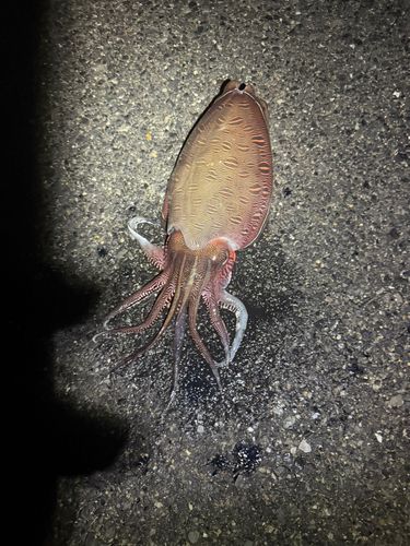 モンゴウイカの釣果