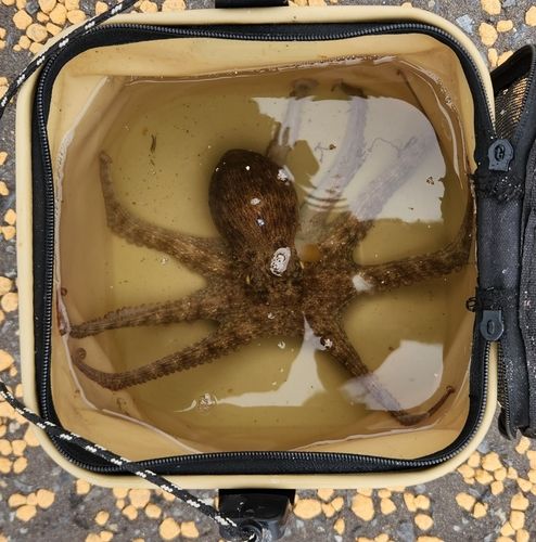マダコの釣果