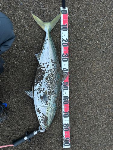 ブリの釣果