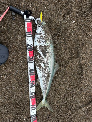 ワラサの釣果