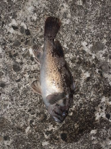 クロソイの釣果