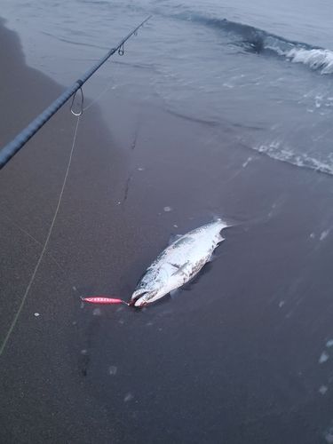 サクラマスの釣果