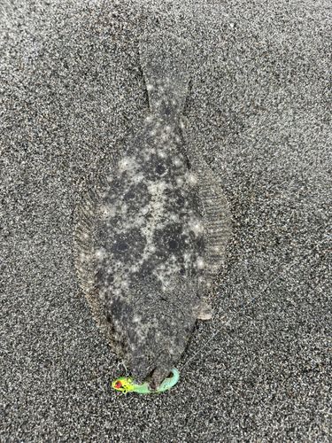 ソゲの釣果