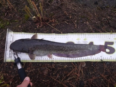 ナマズの釣果