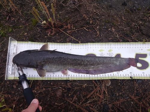 ナマズの釣果