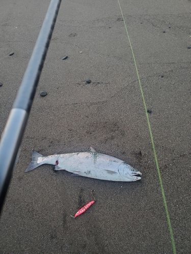 サクラマスの釣果