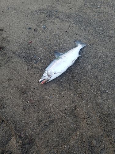 サクラマスの釣果
