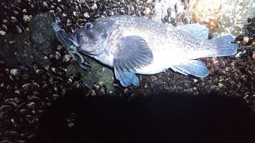 マゾイの釣果