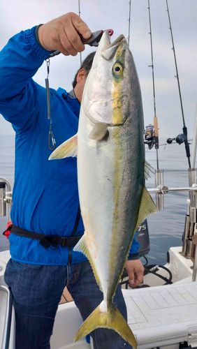 ブリの釣果