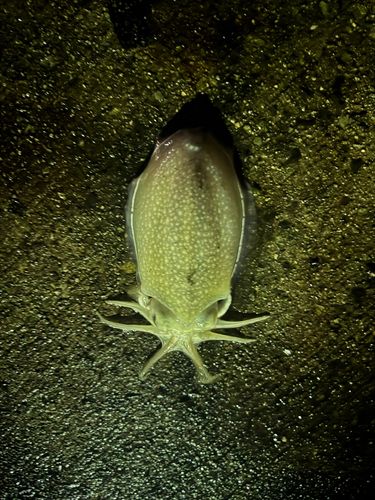 シリヤケイカの釣果