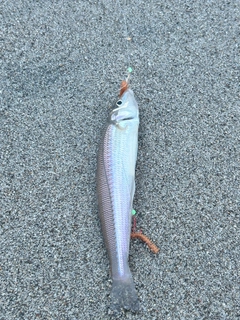 シロギスの釣果