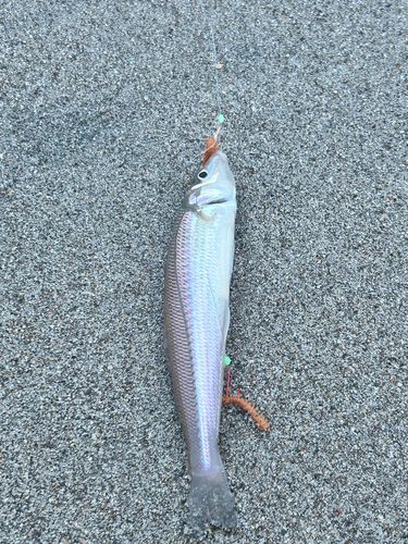 シロギスの釣果