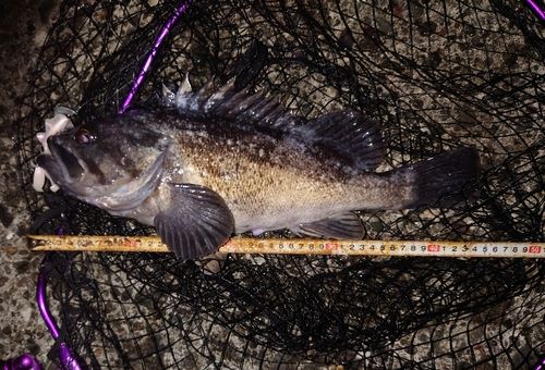 クロソイの釣果