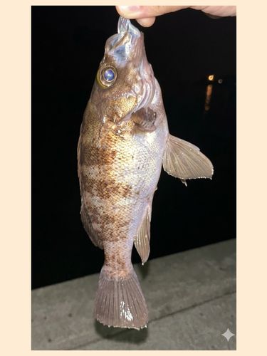 釣果
